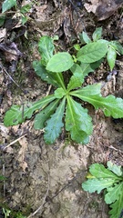 Mazus fauriei