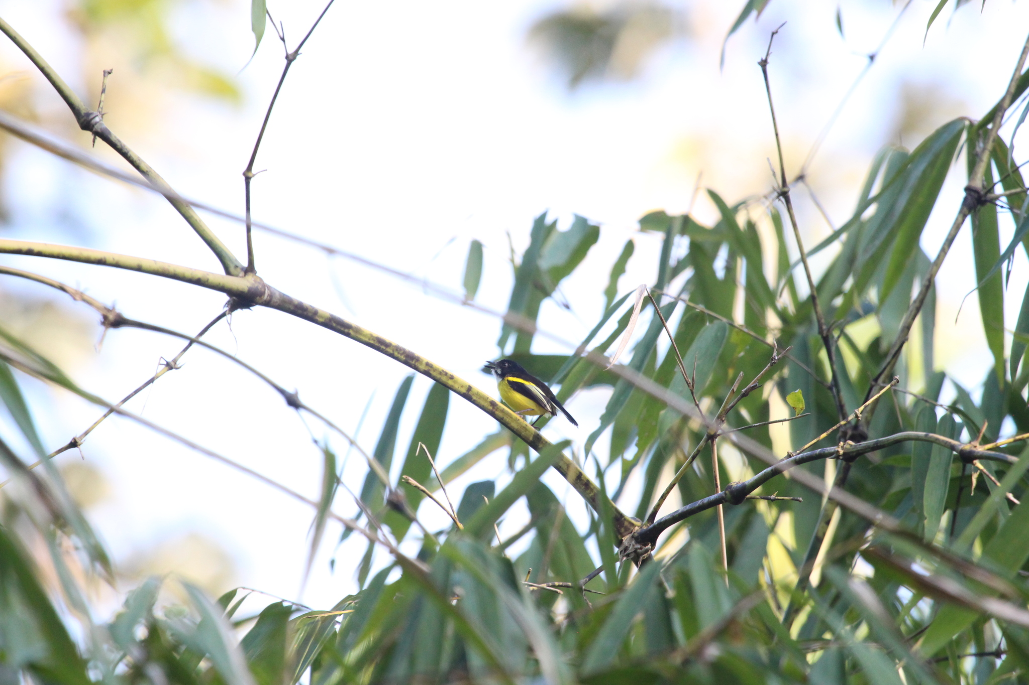 Golden-winged Tody-Flycatcher (Poecilotriccus calopterus), photo 9