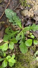 Mazus fauriei