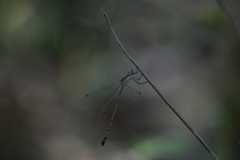 Lestes elatus