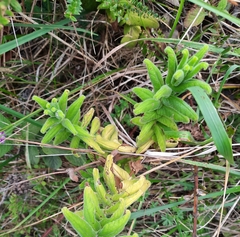 Calceolaria crenata
