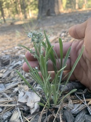 Oreocarya suffruticosa setosa