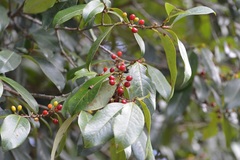Erythroxylum macrophyllum macrophyllum