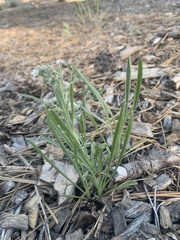 Oreocarya suffruticosa setosa