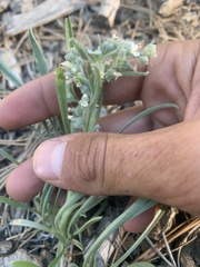Oreocarya suffruticosa setosa