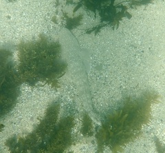 Platycephalus fuscus