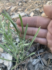 Oreocarya suffruticosa setosa