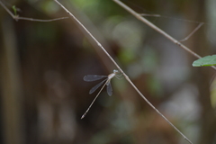 Lestidae