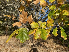 Quercus kelloggii