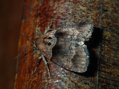 Cretonia forficula