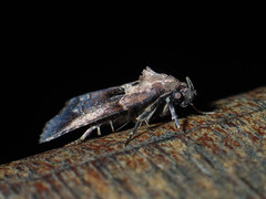 Cretonia forficula