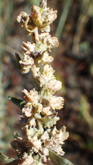Atriplex gardneri