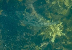 Scobinichthys granulatus