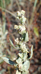 Atriplex gardneri