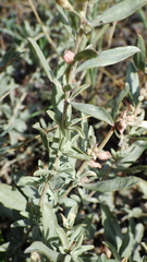 Atriplex gardneri