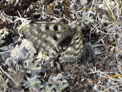 Parnassius smintheus