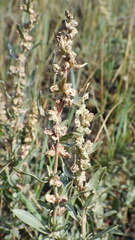 Atriplex gardneri