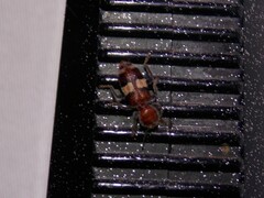 Enoclerus quadrisignatus