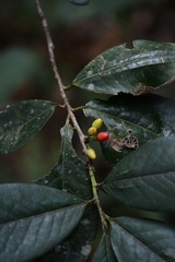 Erythroxylum macrophyllum macrophyllum