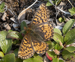 Boloria chariclea