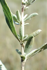 Atriplex gardneri