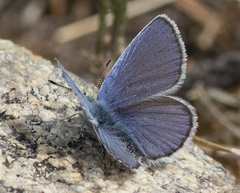 Plebejus anna