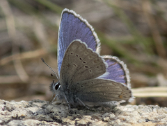 Plebejus anna