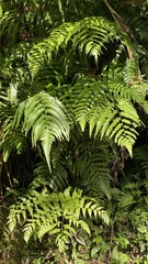 Diplazium dilatatum