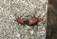 Dindymus sanguineus