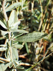 Atriplex gardneri