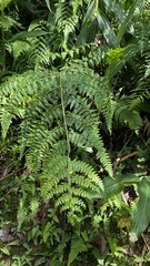 Microlepia