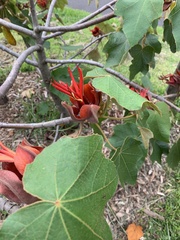 Chiranthodendron