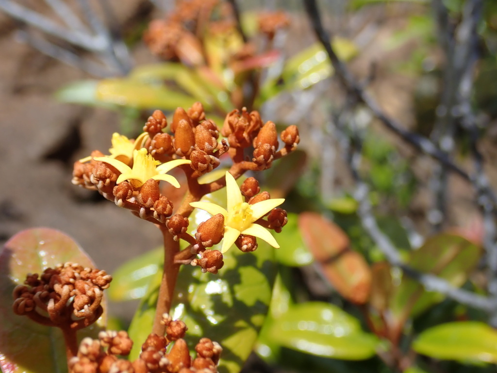 Argophyllum vernicosum
