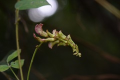 Canavalia oxyphylla