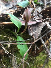 Chiloglottis