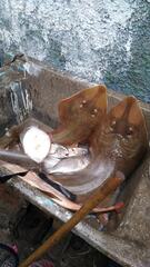 Pseudobatos planiceps