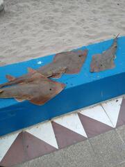 Pseudobatos planiceps