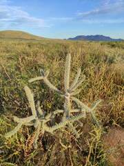 Cylindropuntia imbricata