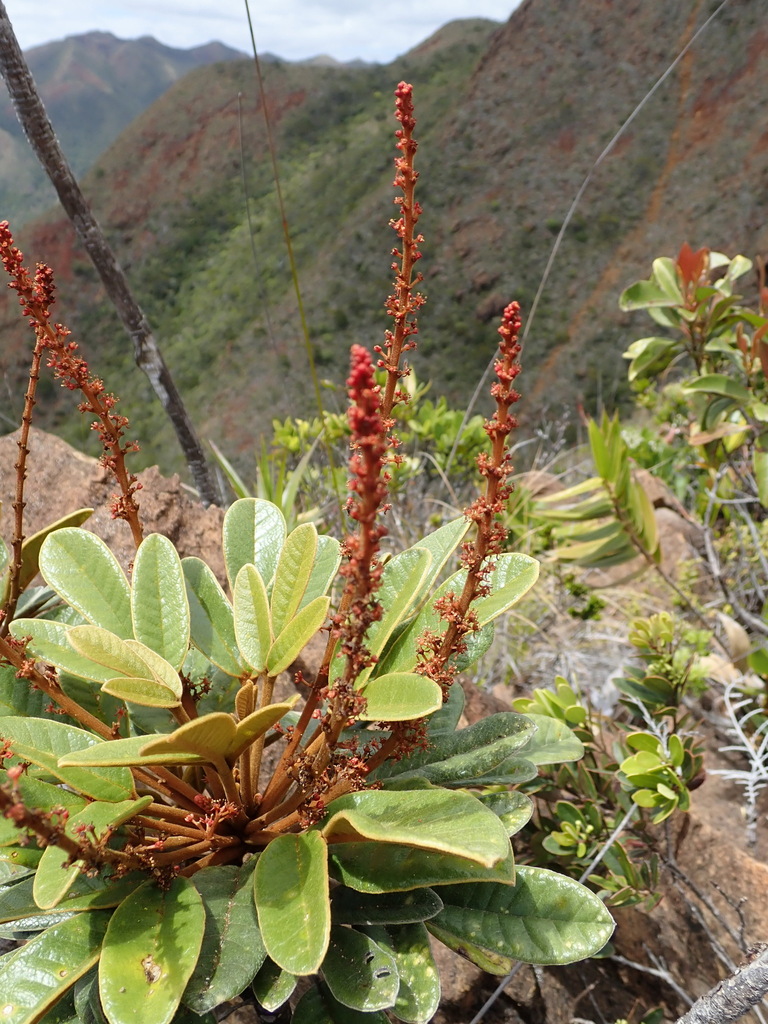Soulamea pelletieri