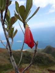 Thiollierea