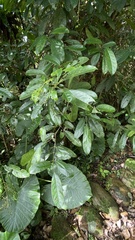 Turpinia formosana