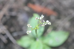 Mitreola