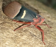 Scamandra daphne