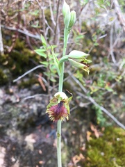 Calochilus herbaceus