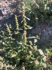 Blitum capitatum hastatum