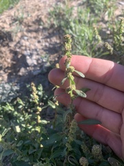 Blitum capitatum hastatum