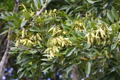 Lonchocarpus heptaphyllus