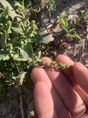 Blitum capitatum hastatum