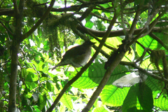 Turdus olivaceofuscus