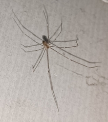Crossopriza lyoni